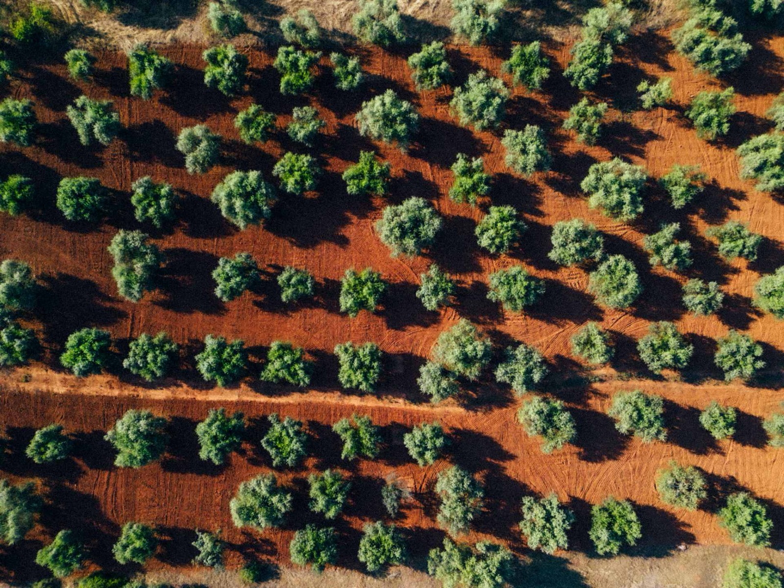 The eumelia farm and olive grove