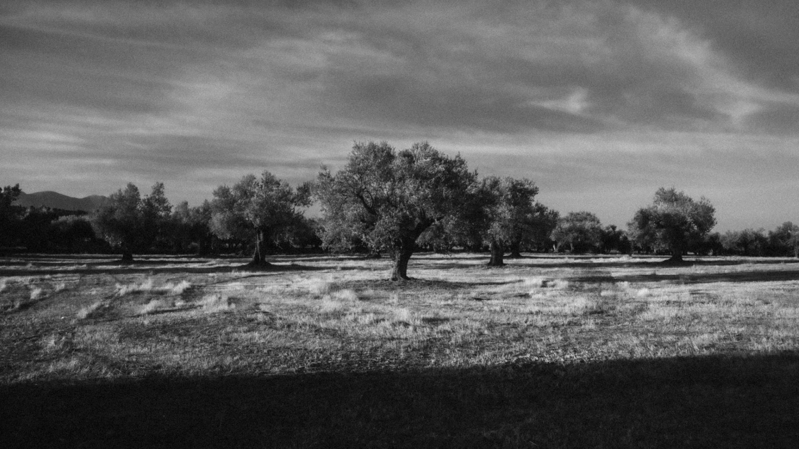 The eumelia farm and olive grove