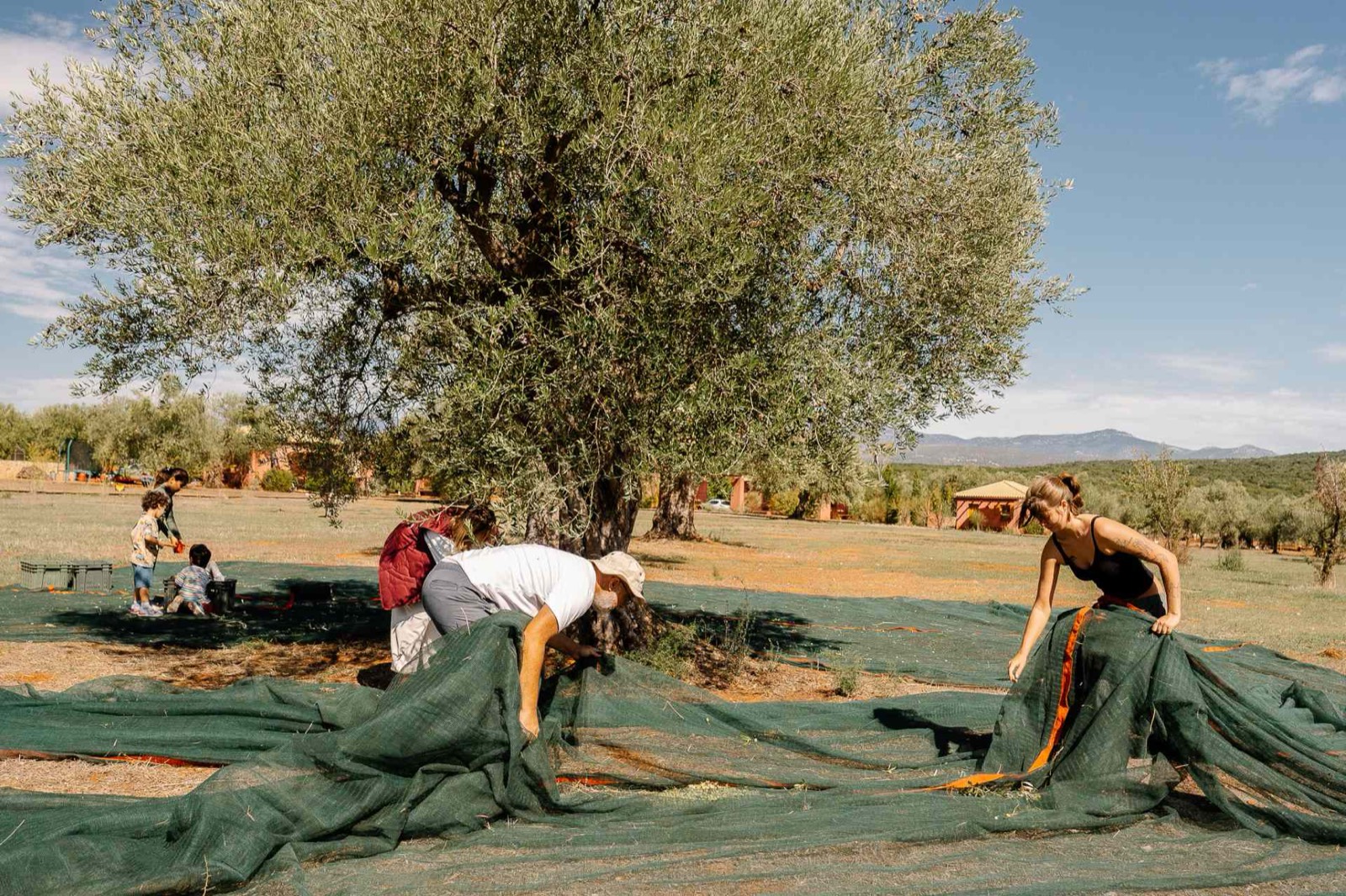 The eumelia farm and olive grove
