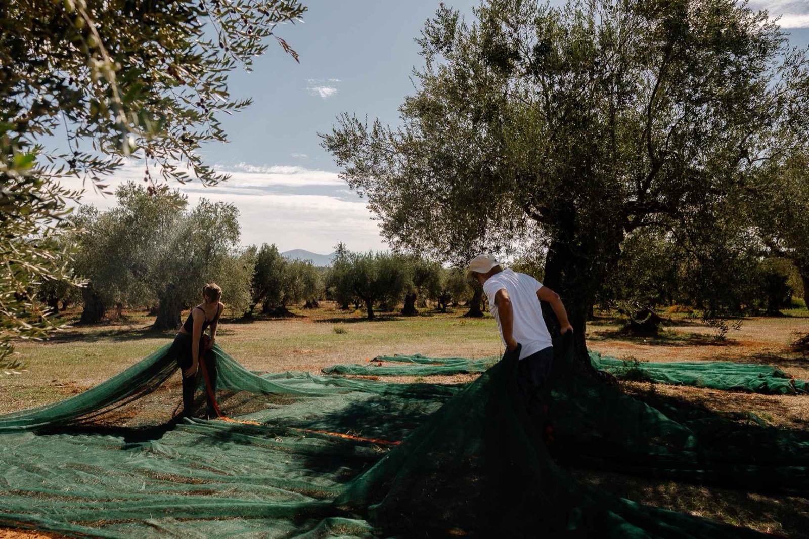 The eumelia farm and olive grove
